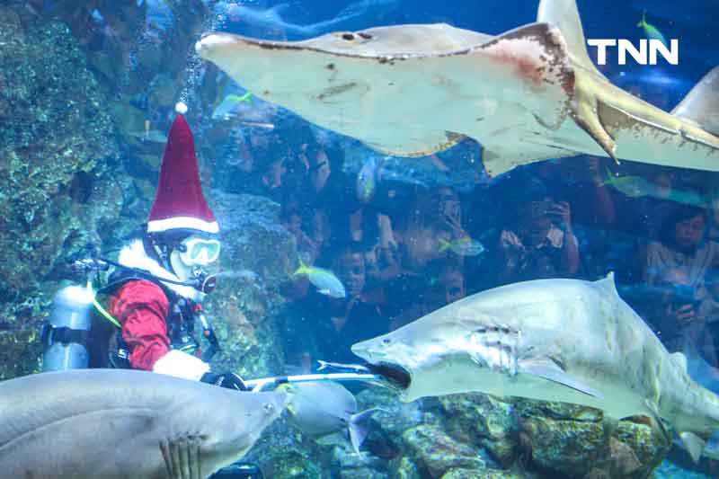 ซานต้าให้อาหารฉลาม ร่วมต้อนรับเทศกาล “คริสต์มาส” ซานต้าให้อาหารฉลาม ร่วมต้อนรับเทศกาล “คริสต์มาส”