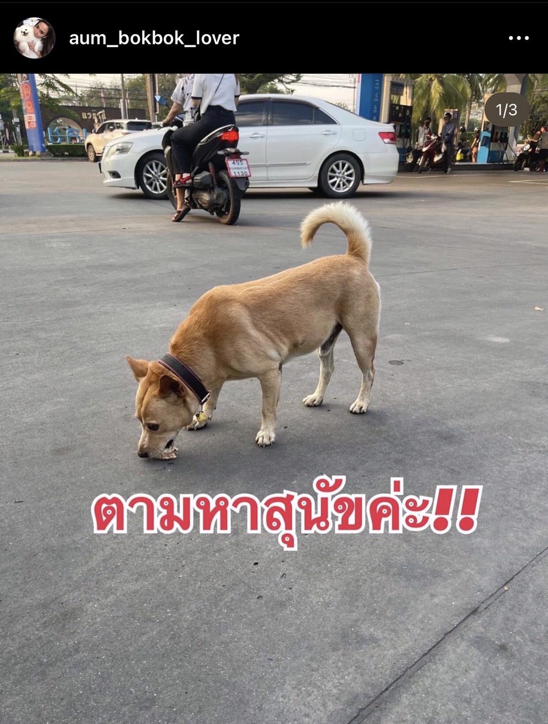 พบเเล้ว อั้ม พัชราภา โพสต์ขอบคุณหลังเจอเจ้าถั่วสุนัขเเสนซน 