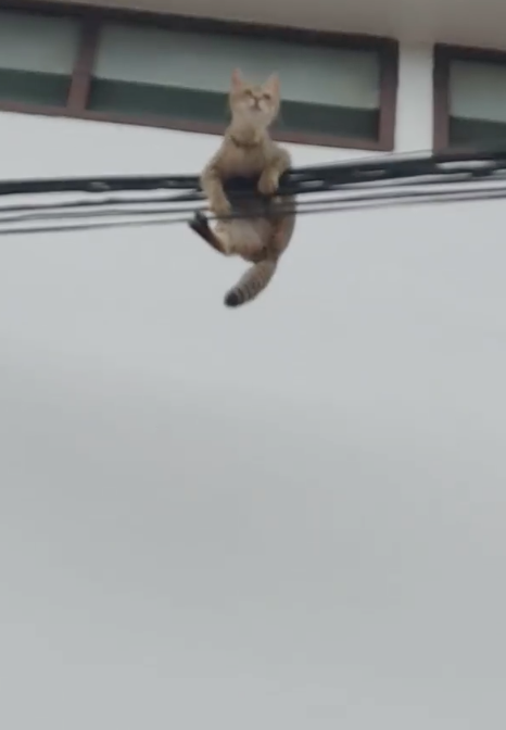 ลุ้นระทึก!เหมียวจอมซนปีนป่ายขึ้นไปห้อยบนสายไฟ เดือดร้อนกู้ภัยเร่งช่วย ลุ้นระทึก!เหมียวจอมซนปีนป่ายขึ้นไปห้อยบนสายไฟ เดือดร้อนกู้ภัยเร่งช่วย