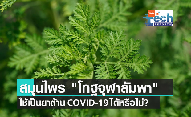 "โกฐจุฬาลัมพา" สามารถใช้เป็นยาต้าน COVID-19 ได้หรือไม่?