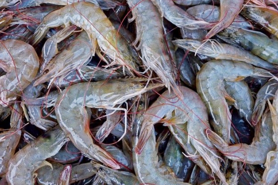 เป็นงง...ห้องเย็นหายกว่า 150 โรง ผลผลิตมีเพียงพอ แต่ Shrimp Board ให้นำเข้ากุ้ง