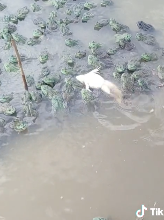 อ.จุฬาฯไขปริศนาคลิปตลก “กบว่ายท่ากรรเชียง” ถ้ารู้ความจริงอาจขำไม่ออก