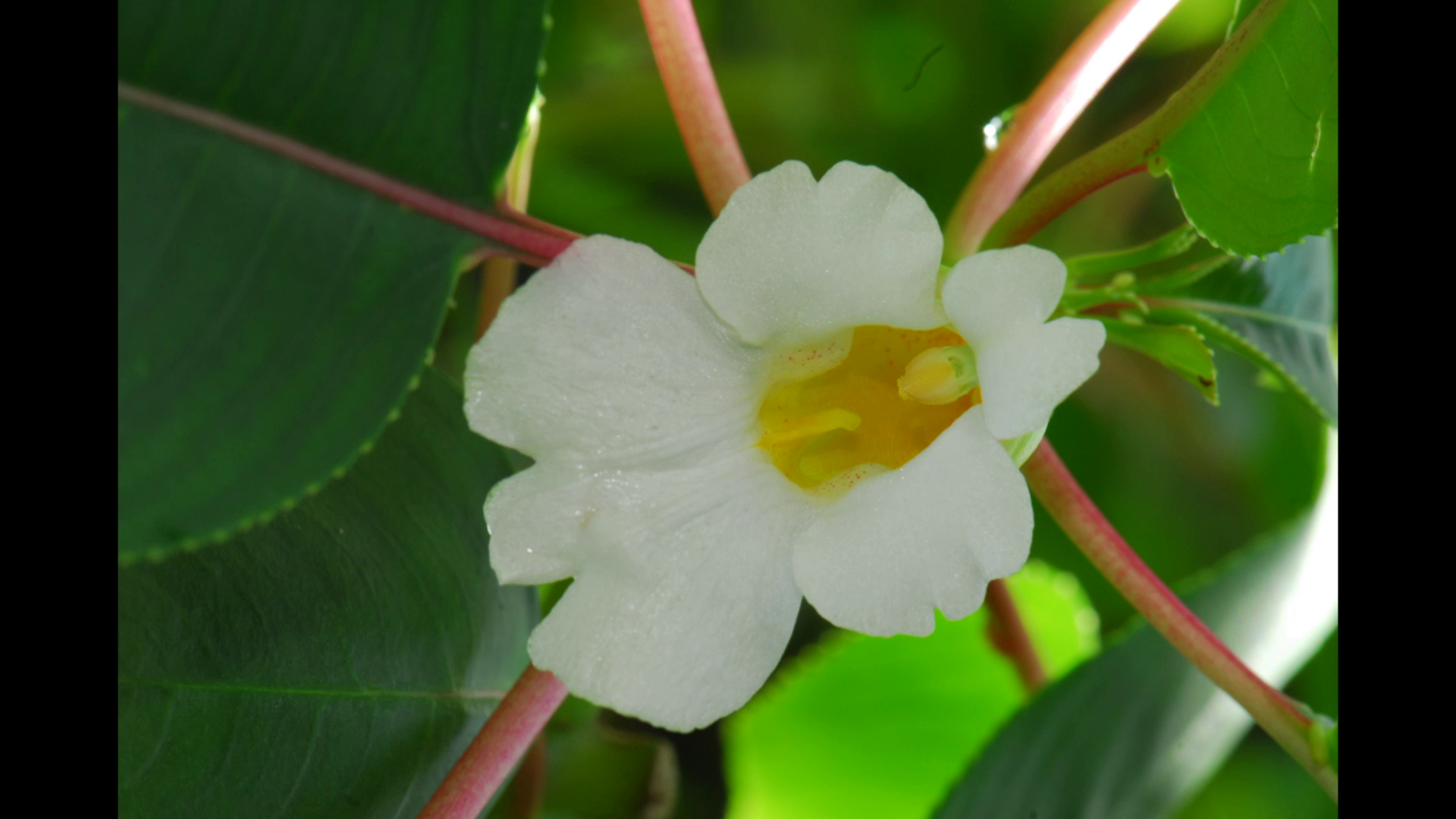 นักพฤกษศาสตร์ไทยพบ “พืชสกุลเทียน” 20 ชนิดและ 1 สายพันธุ์ใหม่ของโลก นักพฤกษศาสตร์ไทยพบ “พืชสกุลเทียน” 20 ชนิดและ 1 สายพันธุ์ใหม่ของโลก