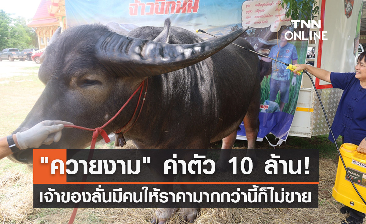 ยลโฉม "ควายงาม" ค่าตัว 10 ล้าน เจ้าของลั่นมีคนให้ราคามากกว่านี้ก็ไม่ขาย!