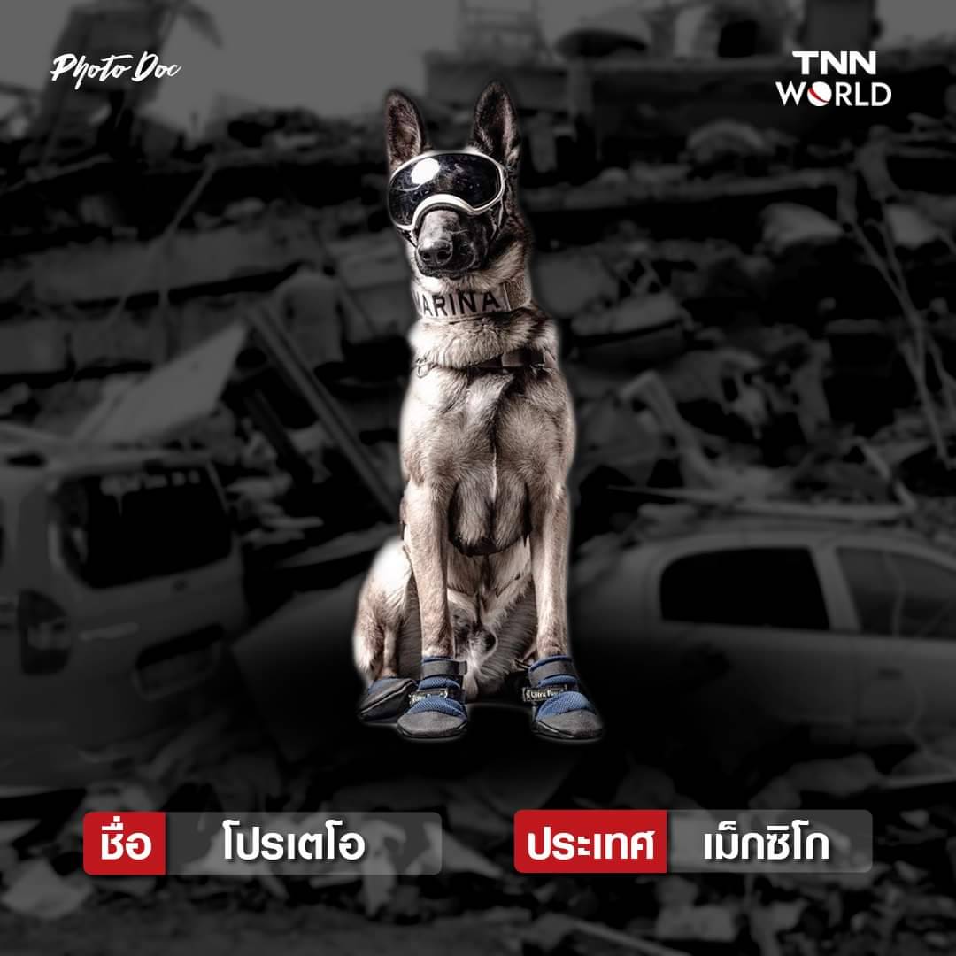 รวมสุนัขกู้ภัย ทั่วโลก ค้นหาผู้รอดชีวิตแผ่นดินไหวตุรกี-ซีเรีย