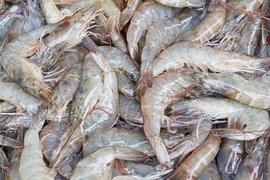 ผู้เลี้ยงกุ้งใต้อ่วม โดนฝนกระหน่ำและผลพวง “นำเข้ากุ้งเอกวาดอร์” 