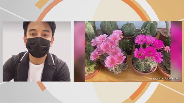 “กัน นภัทร” ขยายพันธุ์ แคคตัส สร้างรายได้ มีแพลนเปิดเป็นคาเฟ่ (มีคลิป) “กัน นภัทร” ขยายพันธุ์ แคคตัส สร้างรายได้ มีแพลนเปิดเป็นคาเฟ่ (มีคลิป)