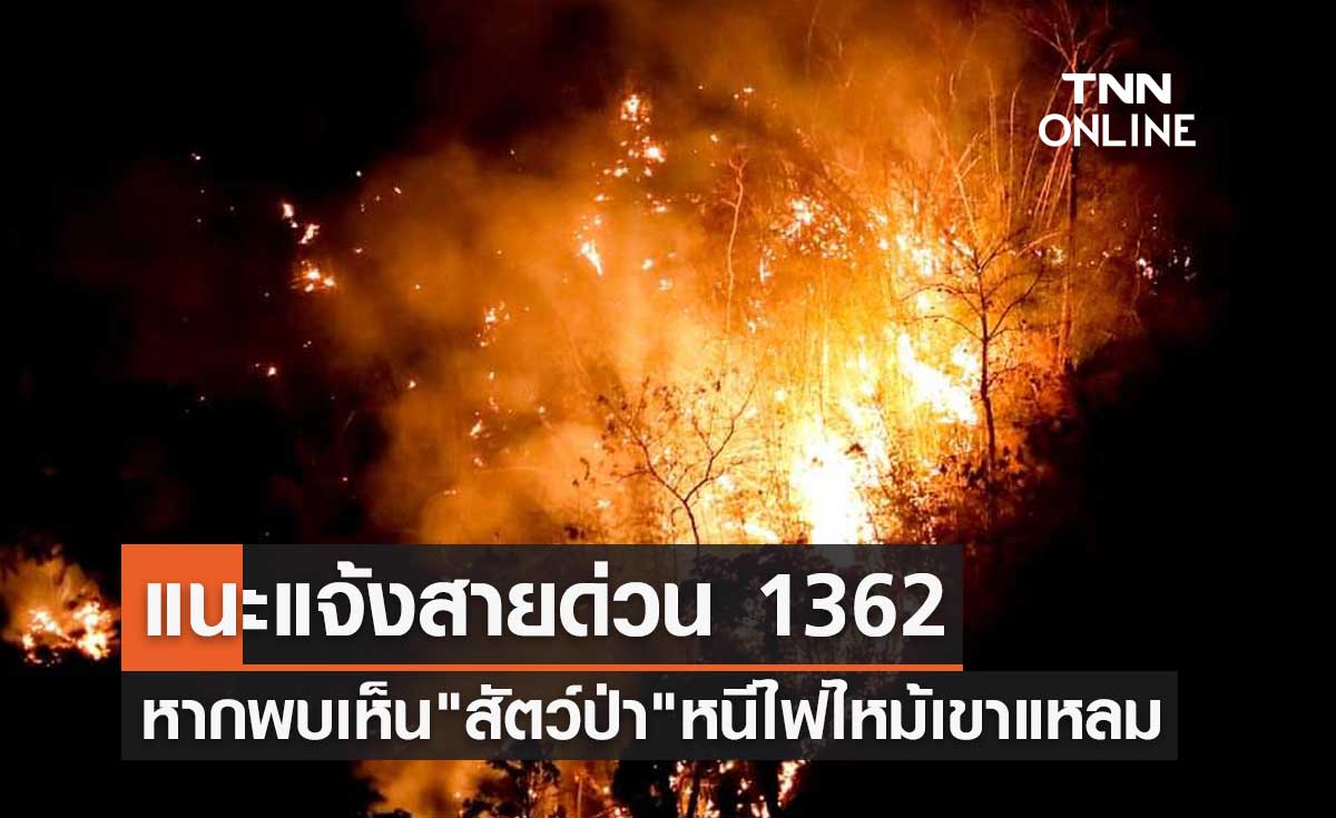 ไฟป่าเขาแหลม วอนหากพบเห็น "สัตว์ป่า" หนีไฟ แนะแจ้งสายด่วน 1362