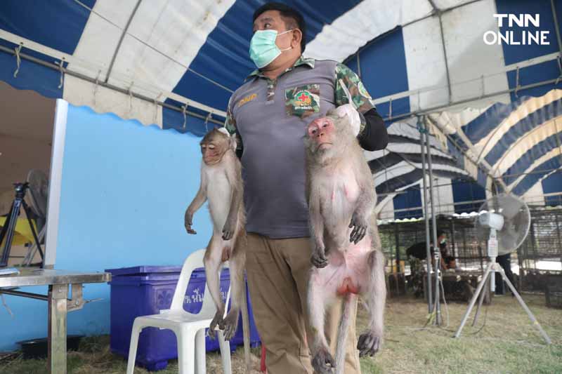 ทำหมันควบคุมประชากร แก้ปัญหาลิงขยายพันธ์ุเข้าถิ่นอาศัยคน ทำหมันควบคุมประชากร แก้ปัญหาลิงขยายพันธ์ุเข้าถิ่นอาศัยคน