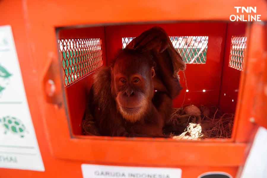 3 อุรังอุตังกลับบ้าน ไทยส่งมอบอุรังอุตังคืนอินโดนีเซีย 3 อุรังอุตังกลับบ้าน ไทยส่งมอบอุรังอุตังคืนอินโดนีเซีย