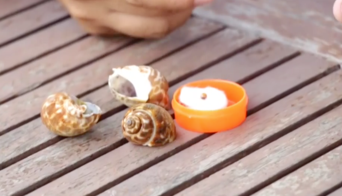 บุรีรัมย์ฮือฮา ‘ไข่มุกเมโล’ โผล่หอยหวาน วอนผู้เชี่ยวชาญตรวจสอบ บุรีรัมย์ฮือฮา ‘ไข่มุกเมโล’ โผล่หอยหวาน วอนผู้เชี่ยวชาญตรวจสอบ