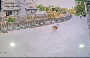 ชีวิตติดเทอร์โบ! นร.สับแหลกหลังโดนหมาไล่กวดทุกวัน