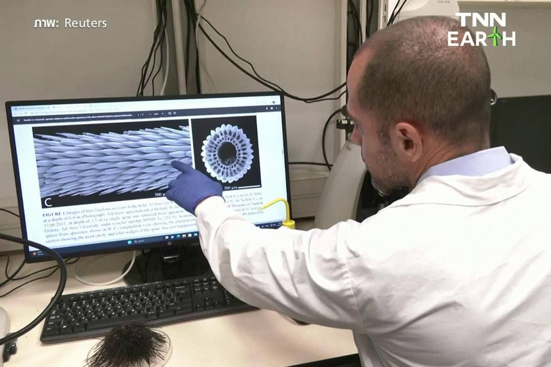 “ซิลิเอต” โรคระบาดกวาดล้าง “เม่นทะเล” กระทบแนวปะการัง ในทะเลแดง “ซิลิเอต” โรคระบาดกวาดล้าง “เม่นทะเล” กระทบแนวปะการัง ในทะเลแดง