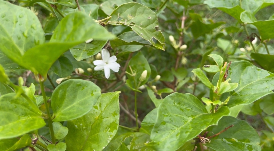 วันแม่ 12 สิงหาคม สำรวจราคา ดอกมะลิ ราคาพุ่ง กก.ละ 1,200 บาท วันแม่ 12 สิงหาคม สำรวจราคา ดอกมะลิ ราคาพุ่ง กก.ละ 1,200 บาท