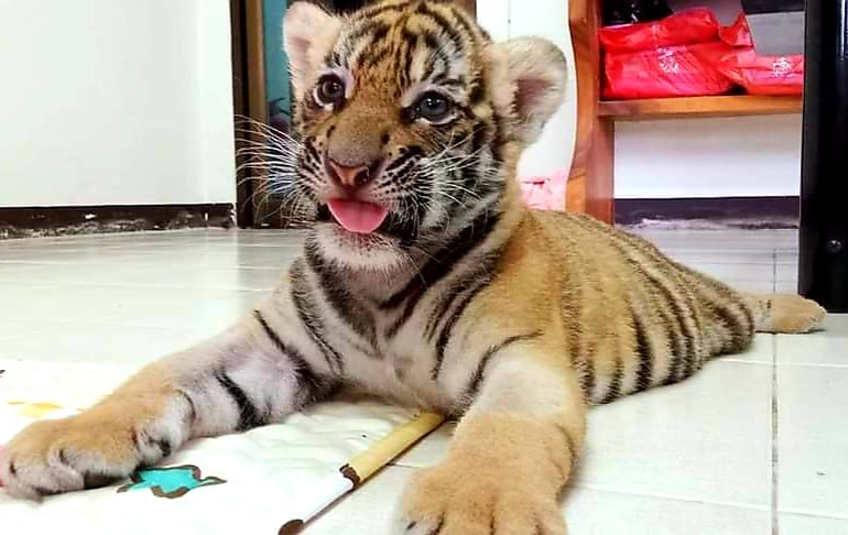 เปิดภาพล่าสุด “น้องขวัญ” เสือโคร่งของกลาง เน็ตไอดอลตัวใหม่ขวัญใจพี่ๆ