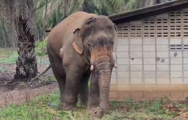โถลูก! ช้างป่ากลัวถูกจับฉีดยาเลยหนีหมอด้วยการดำน้ำ โถลูก! ช้างป่ากลัวถูกจับฉีดยาเลยหนีหมอด้วยการดำน้ำ