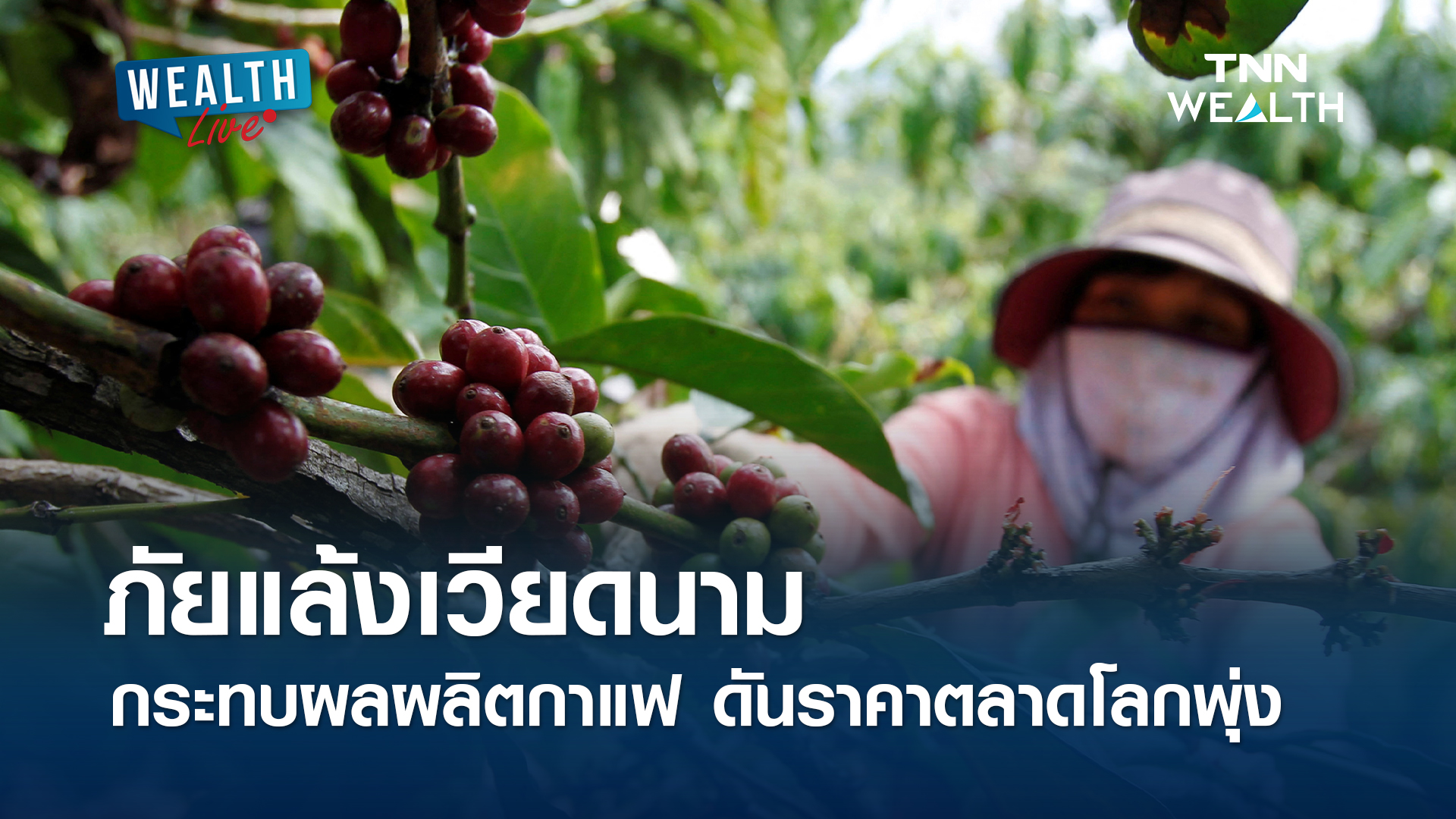 ภัยแล้งเวียดนาม ดันราคากาแฟโรบัสต้าตลาดโลกพุ่ง l WEALTH LIVE