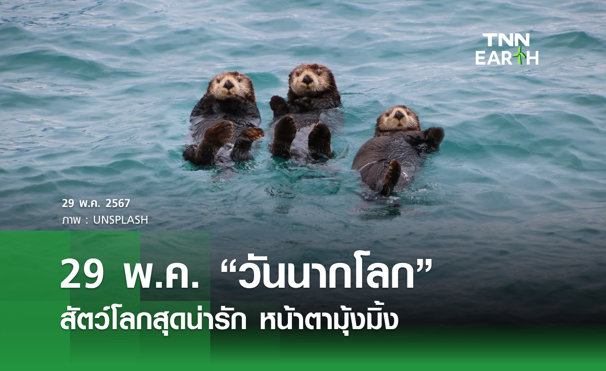 29 พ.ค. “วันนากโลก”   สัตว์โลกสุดน่ารัก หน้าตามุ้งมิ้ง