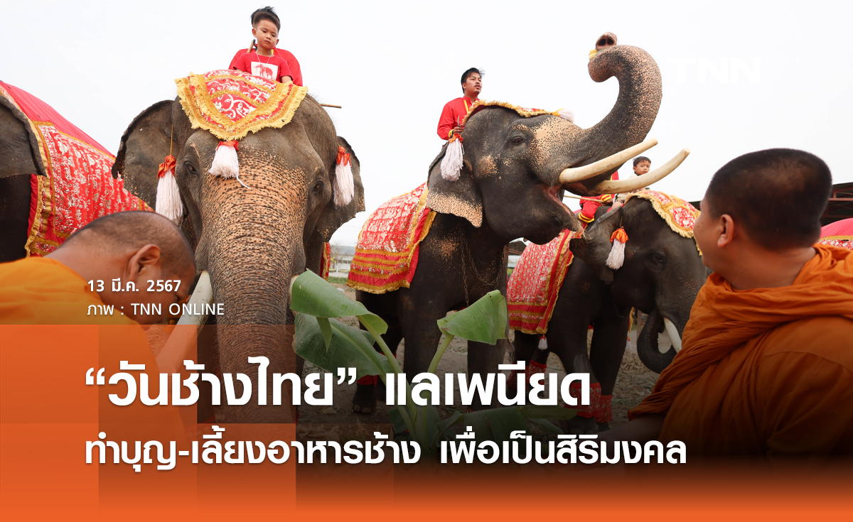 “วันช้างไทย” แลเพนียด ทำบุญ-เลี้ยงอาหารช้าง เพื่อเป็นสิริมงคล