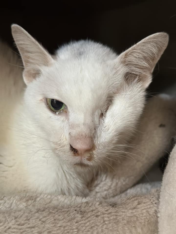 ทาสแมวแห่อาลัย! เพจทูนหัวของบ่าวสูญเสีย เสือขาว จัดสวดอภิธรรม 5 คืน