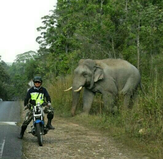ชาวเน็ตแห่แชร์ ‘ชายชื่อสุทธิพร’ ผู้ที่ช้างป่าไม่เคยทำร้าย ชาวเน็ตแห่แชร์ ‘ชายชื่อสุทธิพร’ ผู้ที่ช้างป่าไม่เคยทำร้าย