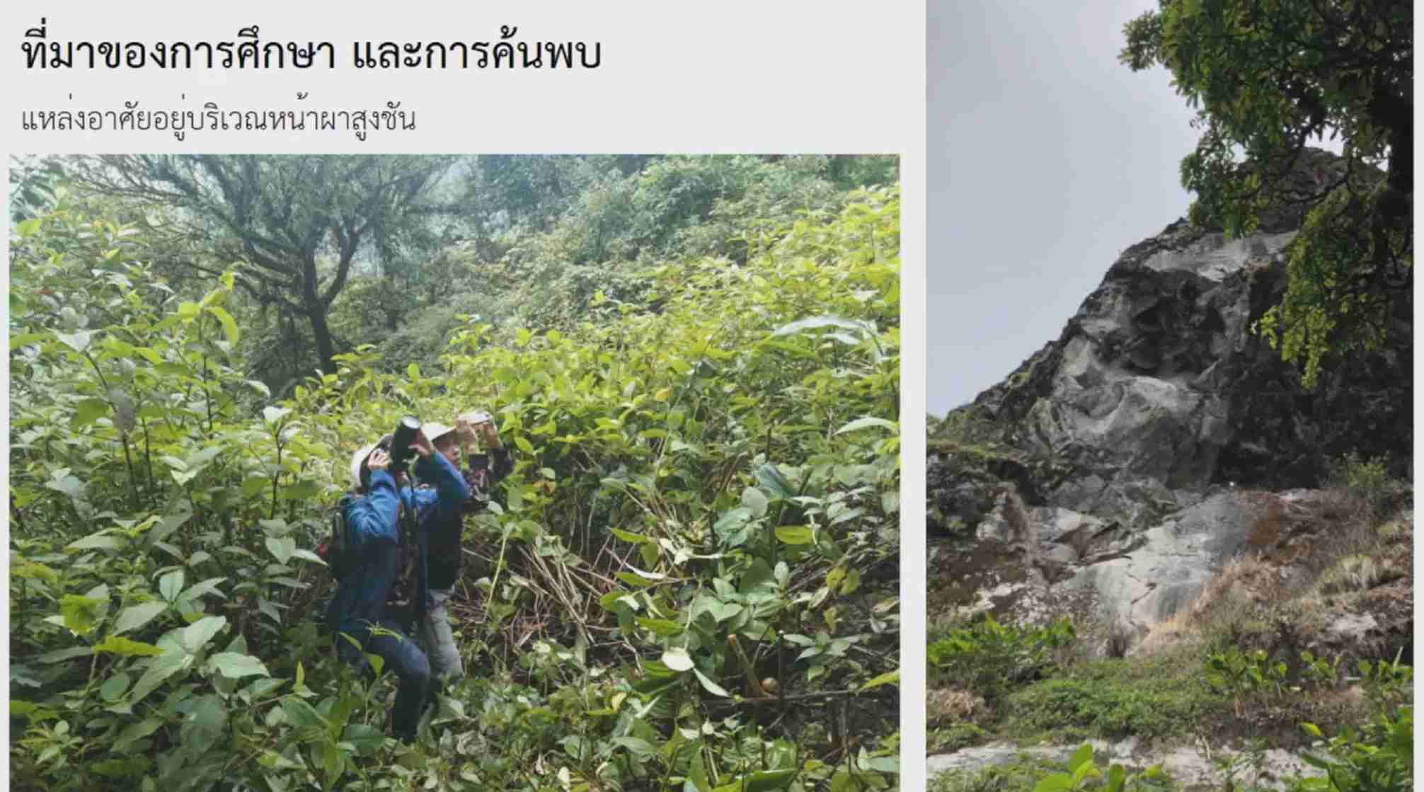 ครั้งแรกในไทย! กรมอุทยานแห่งชาติสัตว์ป่าฯ แถลงพบ ผึ้งหลวงหิมาลัย ครั้งแรกในไทย! กรมอุทยานแห่งชาติสัตว์ป่าฯ แถลงพบ ผึ้งหลวงหิมาลัย
