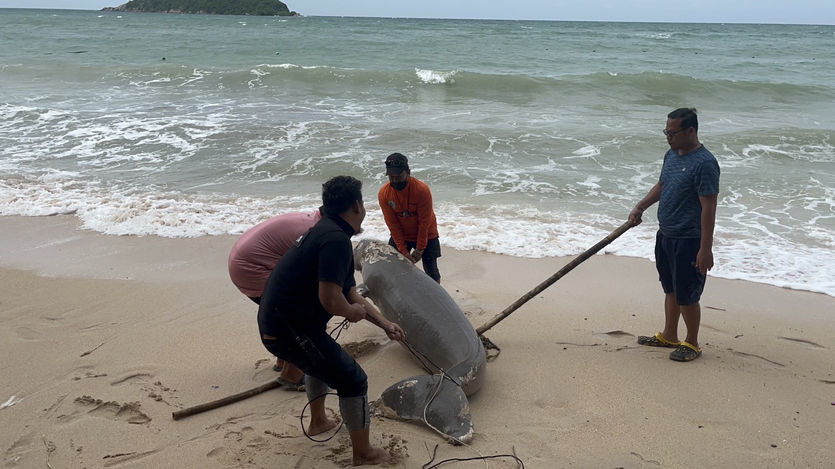 สลด! พะยูนขนาดใหญ่ เกยตื้นตายหน้าหาดนางรอง-ยังไม่ทราบสาเหตุ สลด! พะยูนขนาดใหญ่ เกยตื้นตายหน้าหาดนางรอง-ยังไม่ทราบสาเหตุ