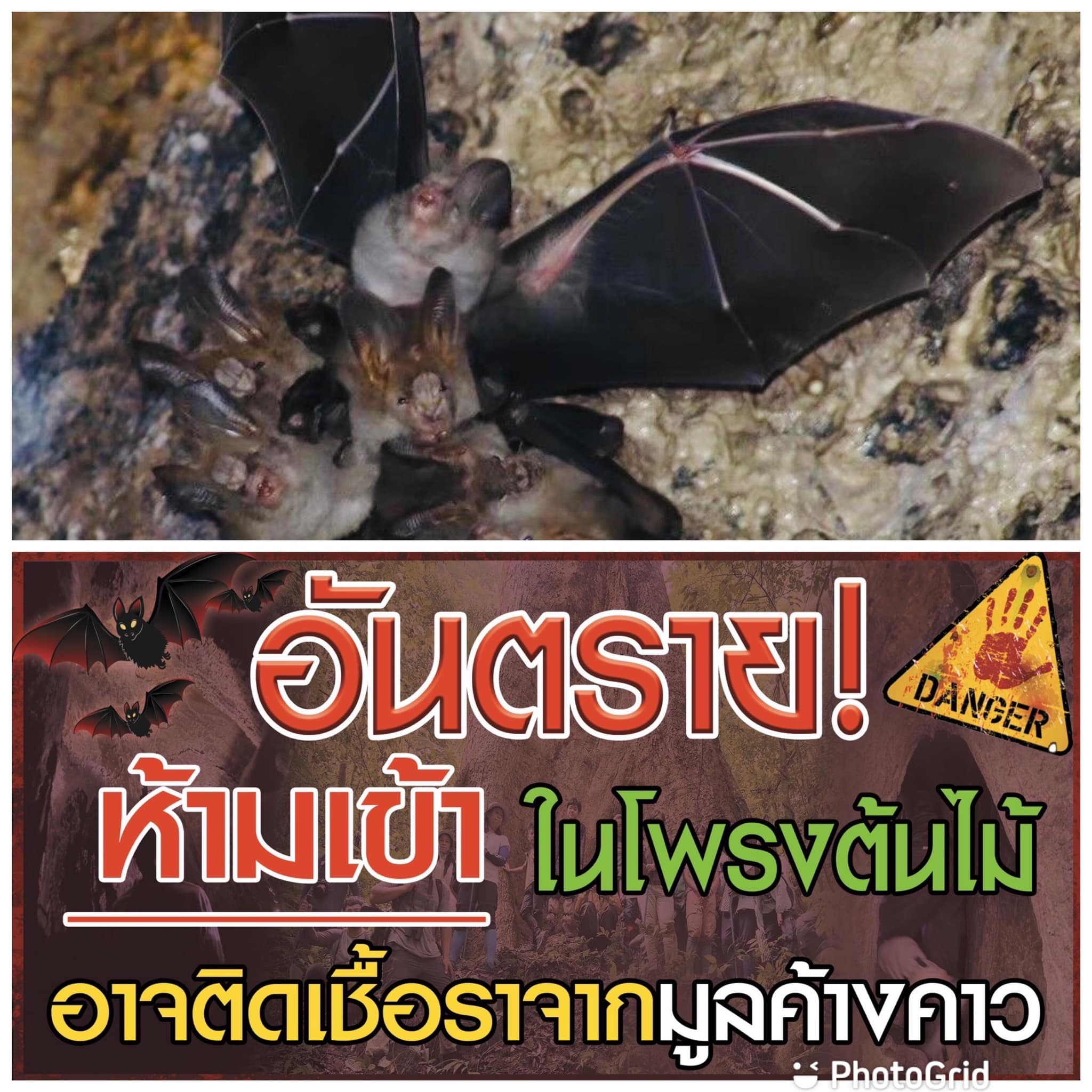 ชม ค้างคาว ในโพรงต้นไม้เจอเชื้อราในปอด ป่วยโรคฮีสโตพลาสโมสิส