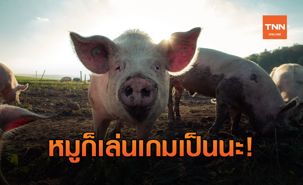 นักวิจัยพบ หมูสามารถบังคับจอยเล่นเกมได้ด้วยจมูกของมัน!