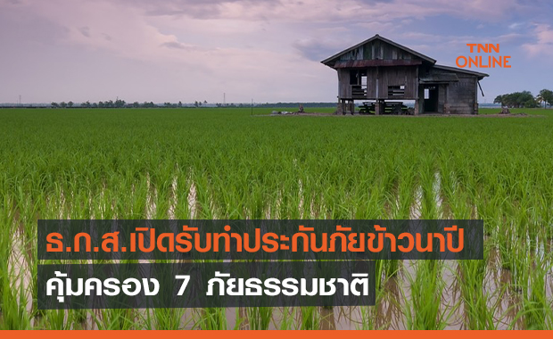 ธ.ก.ส. เปิดรับประกันภัยข้าวนาปี คุ้มครอง 7 ภัยธรรมชาติ