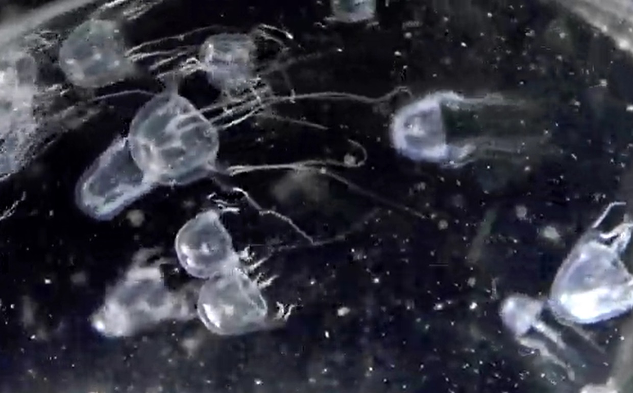 แมงกะพรุนมีพิษ ที่พบบ่อยในไทย แต่ละชนิดสัมผัสแล้วมีอาการอย่างไร?