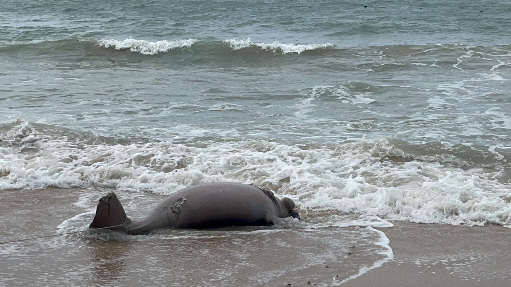 สลด! พะยูนขนาดใหญ่ เกยตื้นตายหน้าหาดนางรอง-ยังไม่ทราบสาเหตุ สลด! พะยูนขนาดใหญ่ เกยตื้นตายหน้าหาดนางรอง-ยังไม่ทราบสาเหตุ