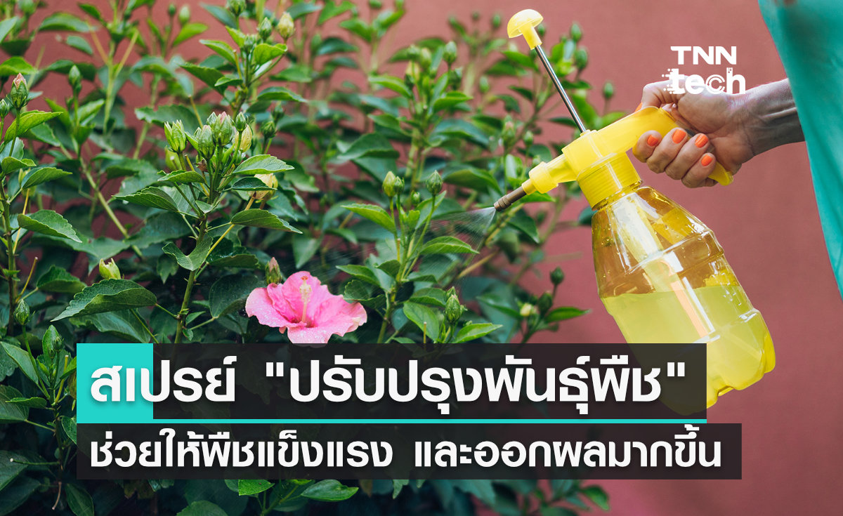 ญี่ปุ่นพัฒนา "สเปรย์ปรับปรุงพันธุ์พืช" พ่นเพียงเล็กน้อย ช่วยให้พืชแข็งแรงและออกผลมากขึ้น
