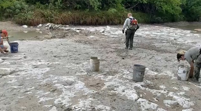 เปิดภาพ รอยเท้าไดโนเสาร์ อายุ 113 ล้านปี โผล่กลางแม่น้ำในเทกซัส!