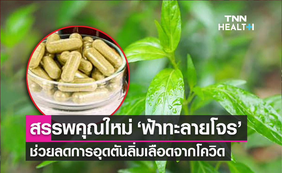 เปิดสรรพคุณใหม่ ‘ฟ้าทะลายโจร’ ลดการอุดตันลิ่มเลือดจากโควิด 