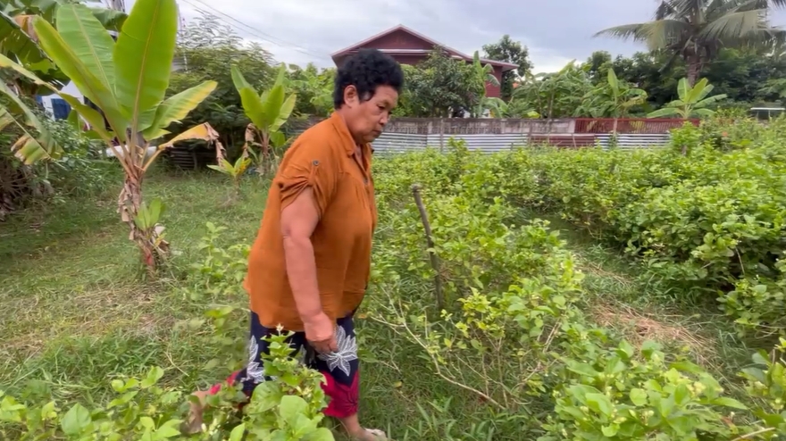 วันแม่ 12 สิงหาคม สำรวจราคา ดอกมะลิ ราคาพุ่ง กก.ละ 1,200 บาท วันแม่ 12 สิงหาคม สำรวจราคา ดอกมะลิ ราคาพุ่ง กก.ละ 1,200 บาท