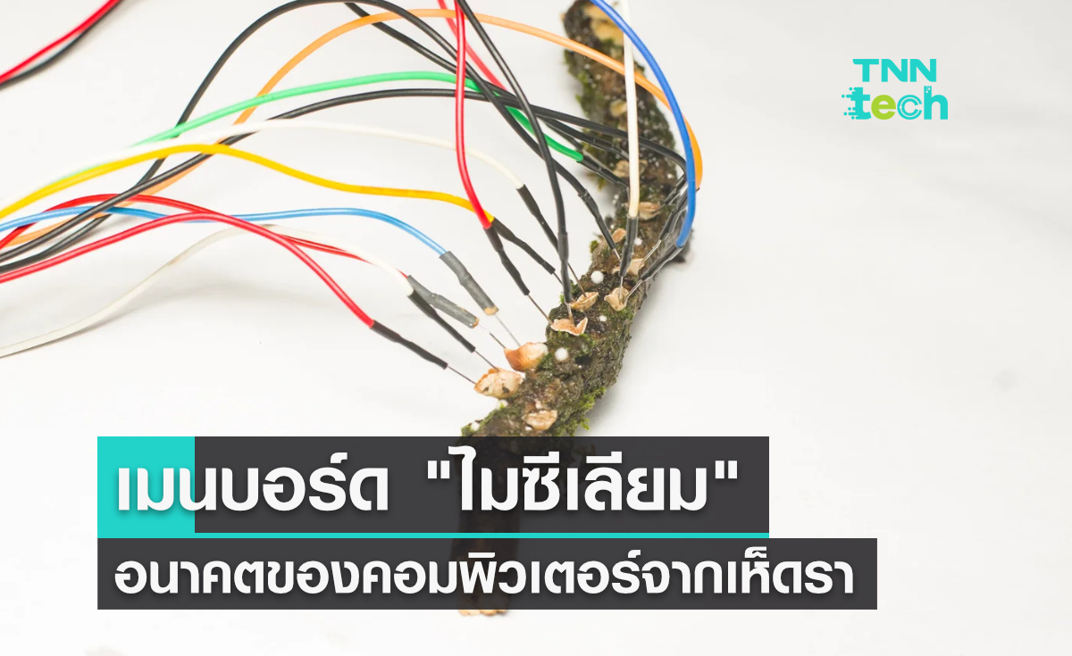 เมนบอร์ดไมซีเลียม - สู่อนาคตการสร้างคอมพิวเตอร์จาก "เห็ดรา"
