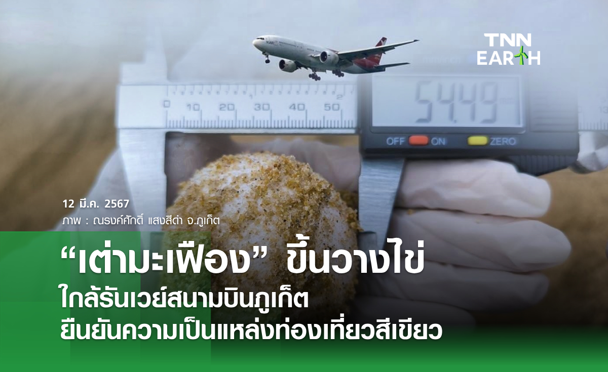 "เต่ามะเฟือง" ขึ้นวางไข่  ใกล้รันเวย์สนามบินภูเก็ต ยืนยันความเป็นแหล่งท่องเที่ยวสีเขียว