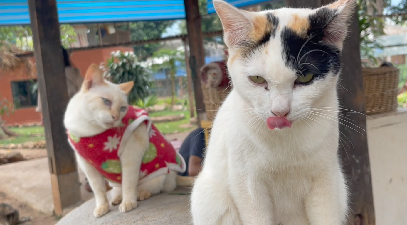 ทาสแมวปักหมุด! เปิดบ้าน ‘แคทคิงดอม’ แมวจร 1,600 ชีวิต เที่ยวชมฟรี