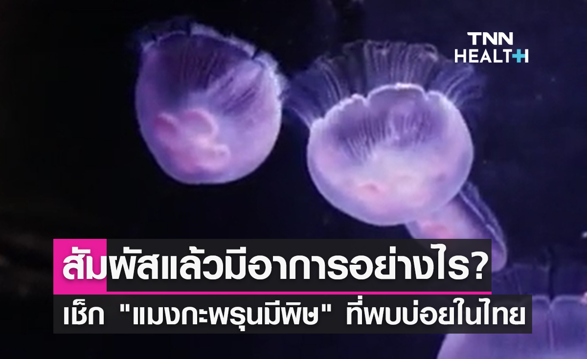 "แมงกะพรุนมีพิษ" ที่พบบ่อยในไทย แต่ละชนิดสัมผัสแล้วมีอาการอย่างไร?