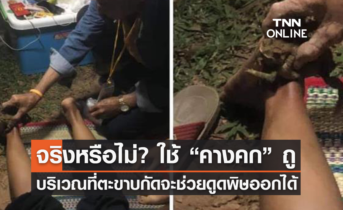 จริงหรือไม่? ใช้ "คางคก" ถูๆ บริเวณที่ตะขาบกัดจะช่วยดูดพิษออกได้