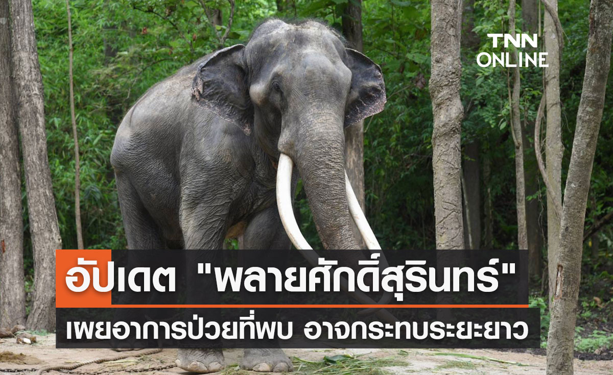 อัปเดต! สัตวแพทย์เผยอาการป่วย "พลายศักดิ์สุรินทร์" อาจส่งผลกระทบระยะยาว