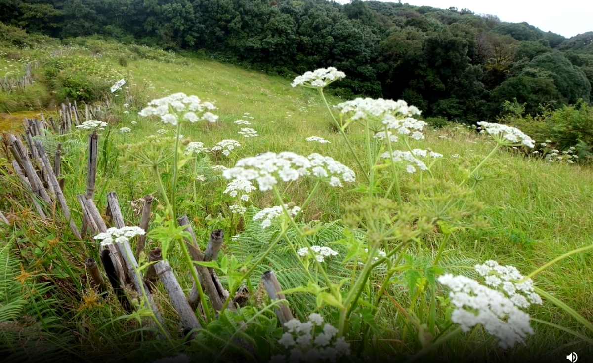 ชมทะเลหมอก เส้นทางศึกษาธรรมชาติกิ่วแม่ปาน เปิดวันแรก ชมทะเลหมอก เส้นทางศึกษาธรรมชาติกิ่วแม่ปาน เปิดวันแรก