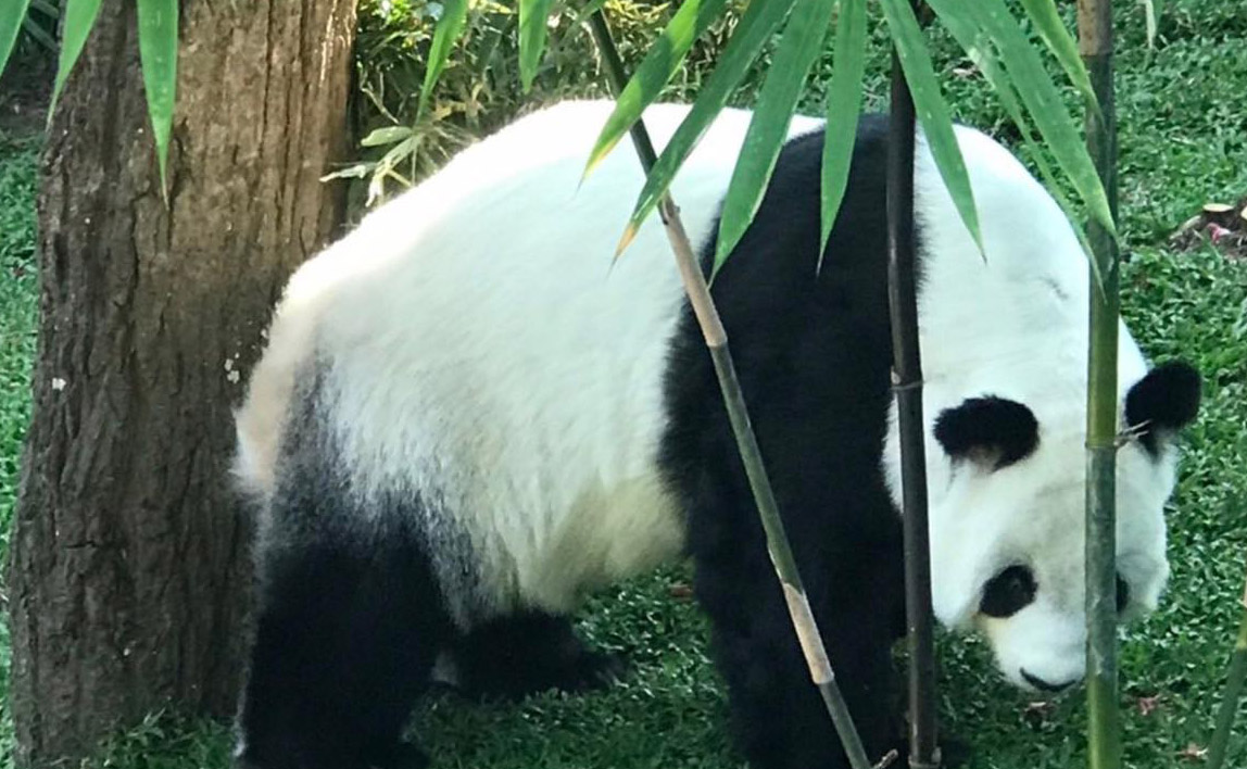 ด่วน! “แพนด้าหลินฮุ่ย” ตายแล้ว! กลับดาวหมีอายุ 21 ปี 