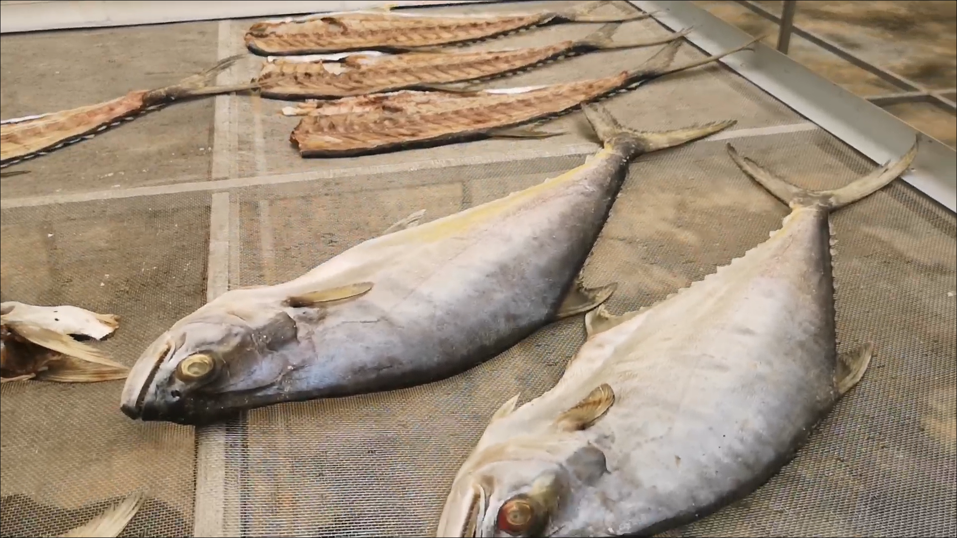 Soft Power กระแส ปลากุเลา แรงต่อเนื่อง ยอดขายพุ่งกว่าร้อยละ 30