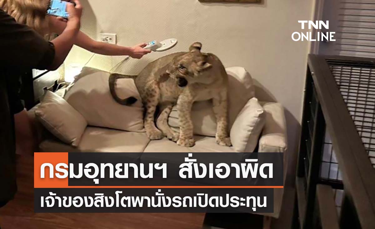 กรมอุทยานฯ เอาผิดเจ้าของสิงโตนั่งรถเปิดประทุน ครอบครองไม่ได้รับอนุญาต 