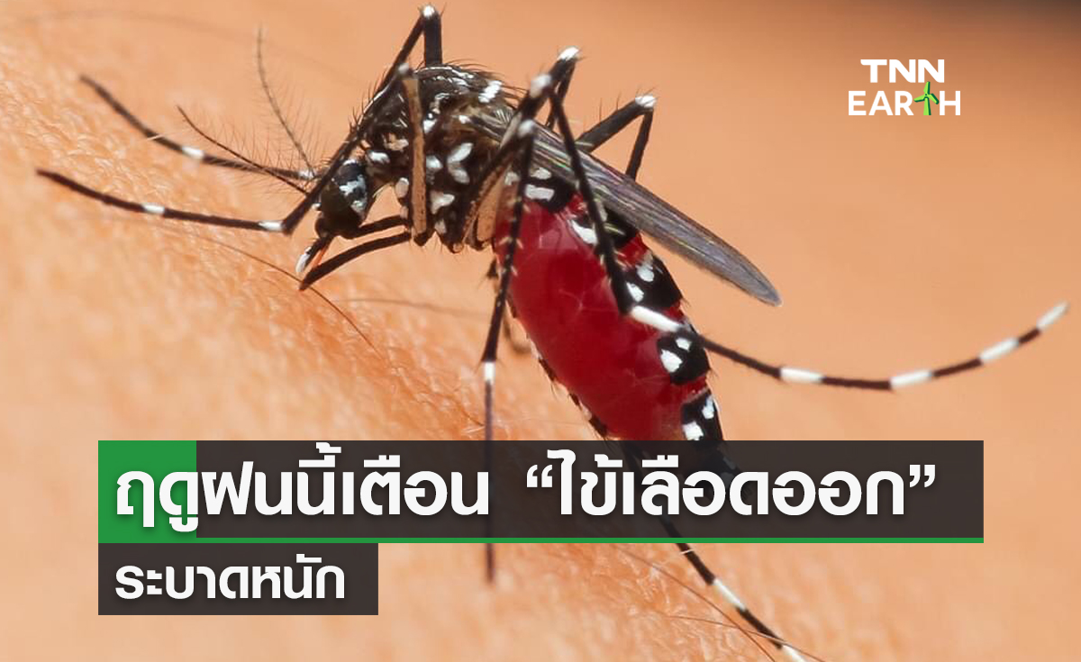 ฤดูฝนนี้เตือน “ไข้เลือดออก” ระบาดหนัก
