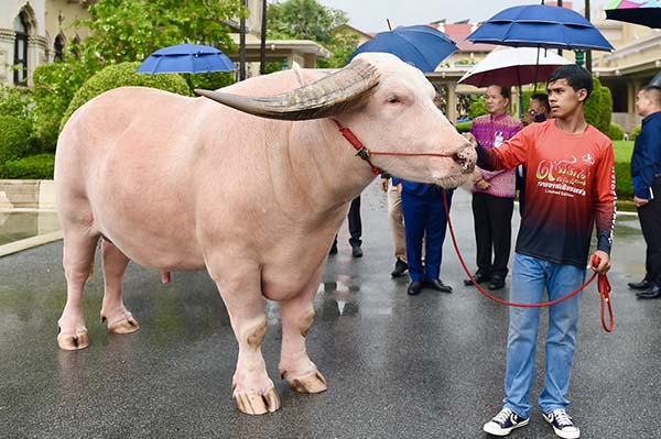 ‘โก้ เมืองเพชร’ เยือนทำเนียบฯ วอนรัฐช่วยดันควายไทยเป็นซอฟต์พาวเวอร์ 