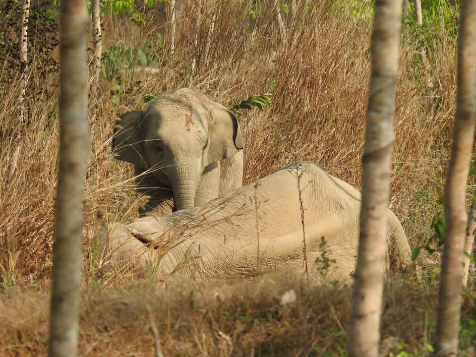 เอ็นดู! ช้างน้อยเฝ้าแม่ล้มป่วยกลางสวนยาง วิ่งใส่จนท.หวังปกป้องแม่ เอ็นดู! ช้างน้อยเฝ้าแม่ล้มป่วยกลางสวนยาง วิ่งใส่จนท.หวังปกป้องแม่