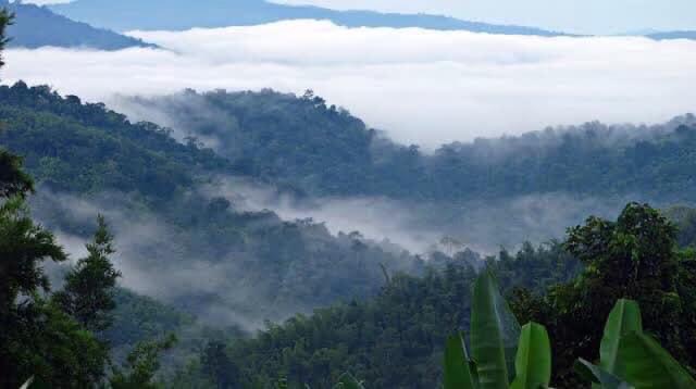 ที่เที่ยววังน้ำเขียว นทท.แห่ชมทะเลหมอกเขาแผงม้า-ทุ่งฟลอร่า ที่เที่ยววังน้ำเขียว นทท.แห่ชมทะเลหมอกเขาแผงม้า-ทุ่งฟลอร่า